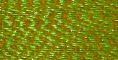 Lime/Orange - FU10