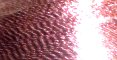 Metallic Light Rose - G36
